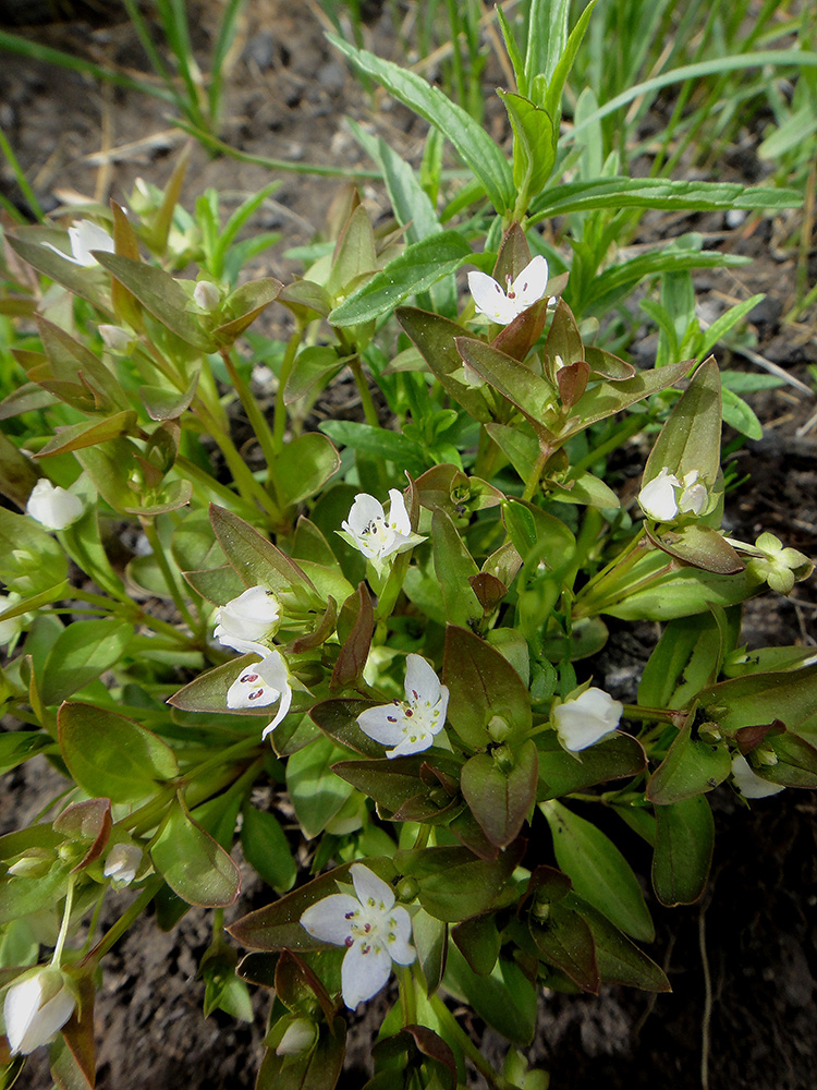 Изображение особи Anagallidium dichotomum.