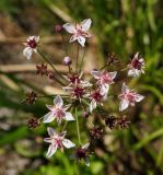 Butomus umbellatus