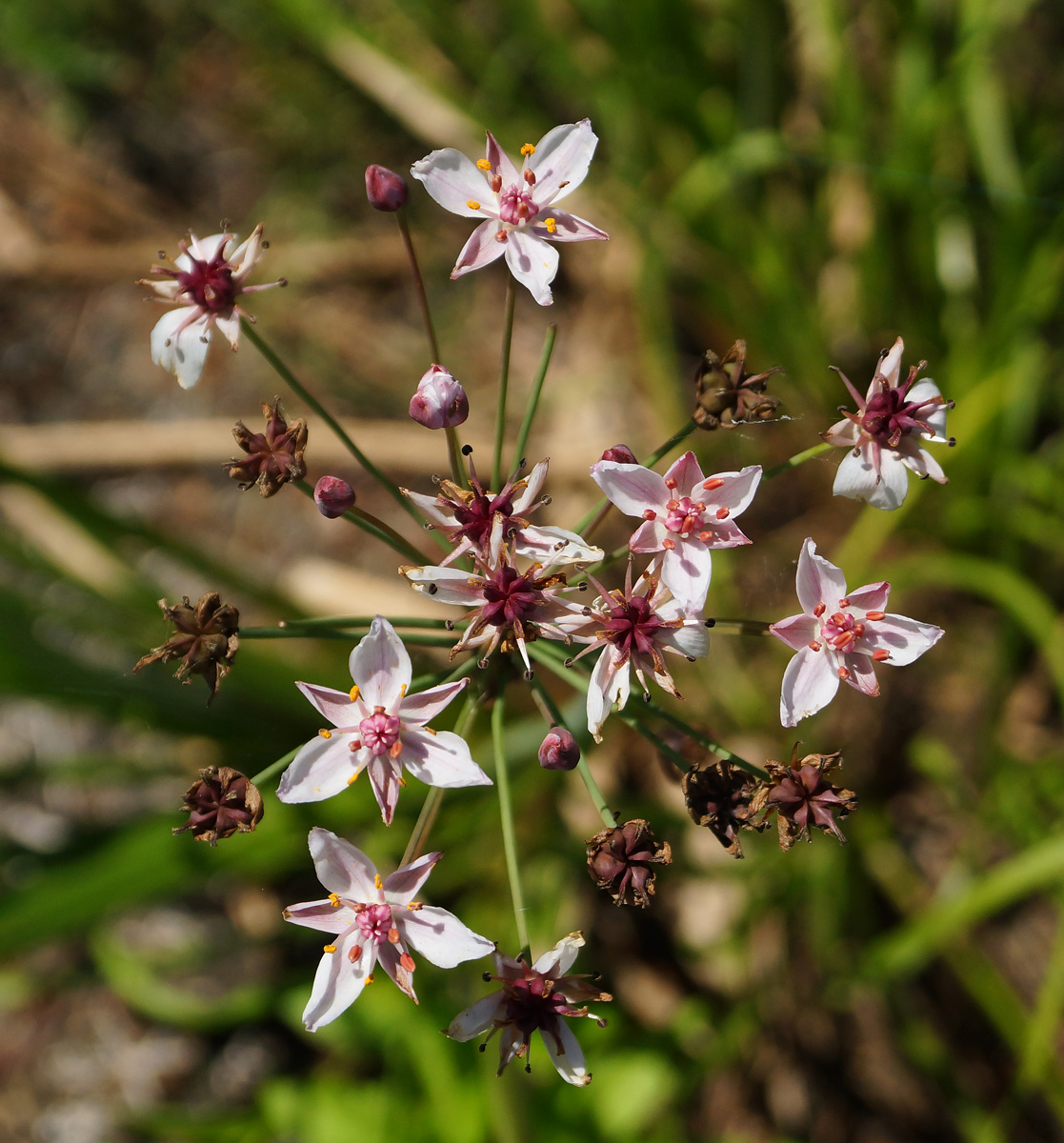 Изображение особи Butomus umbellatus.