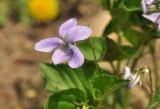 Viola austro-ussuriensis. Цветок. Приморский край, Шкотовский р-н, пос. Подъяпольск, скошенная часть склона, переходящего в овраг. 21.05.2017.