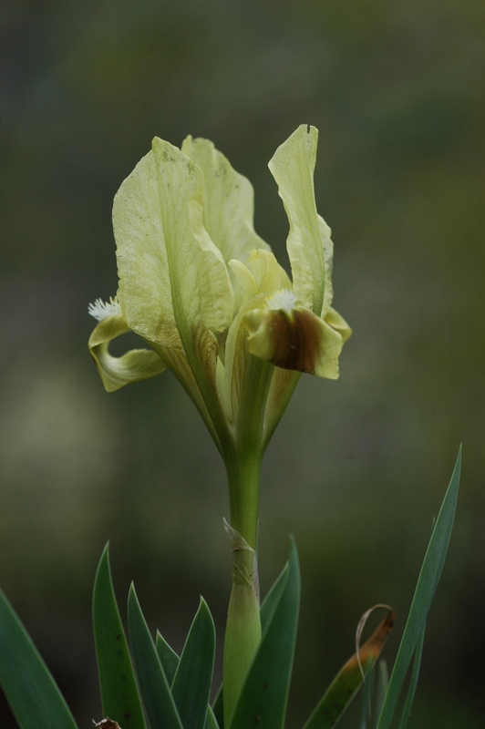 Изображение особи Iris pumila.