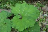 Petasites hybridus