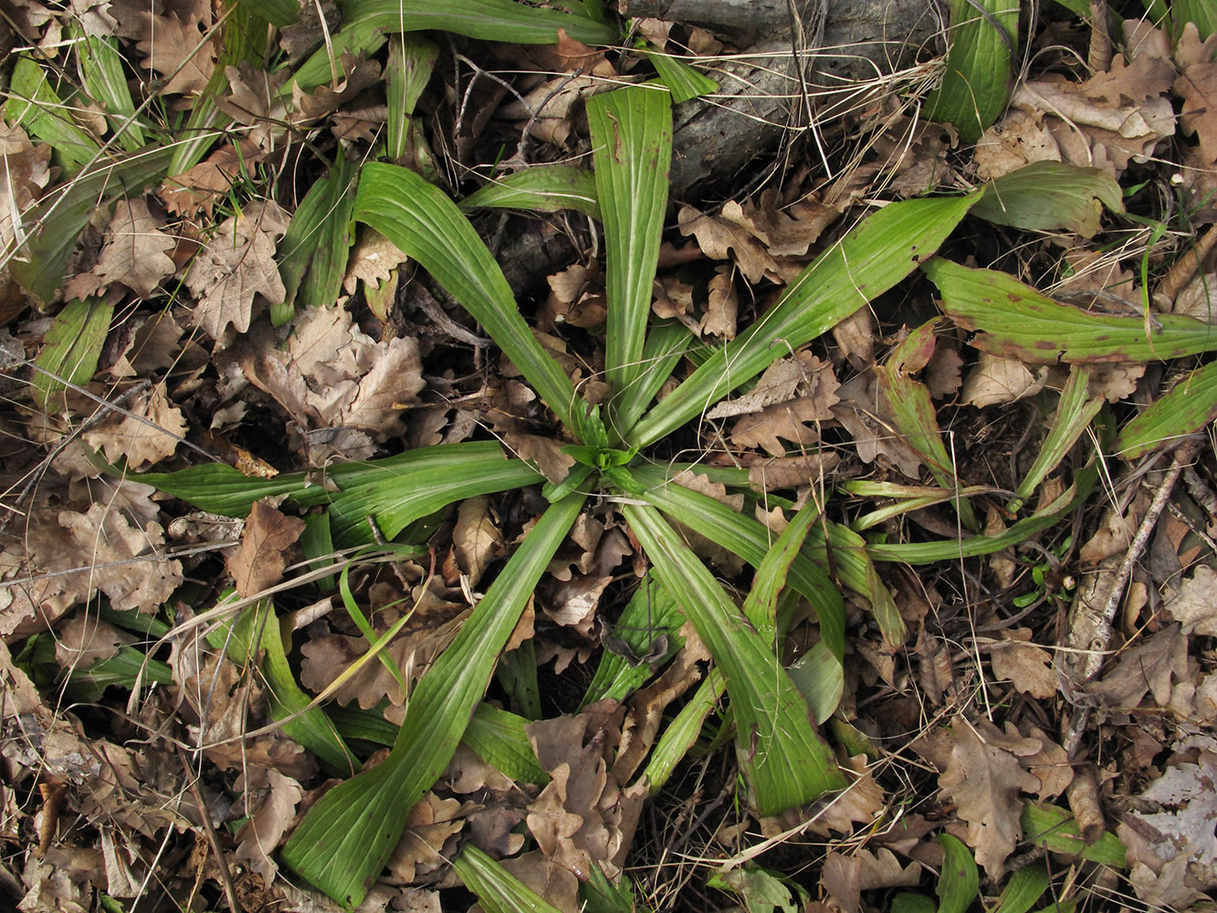 Image of Digitalis schischkinii specimen.