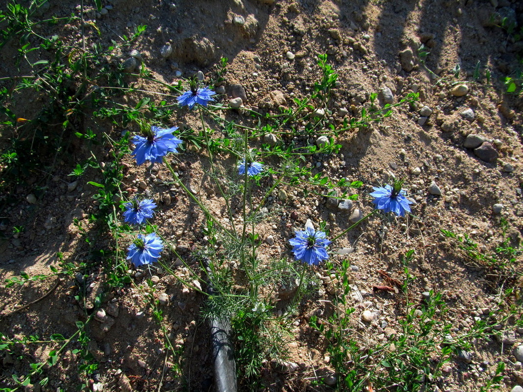 Изображение особи Nigella damascena.