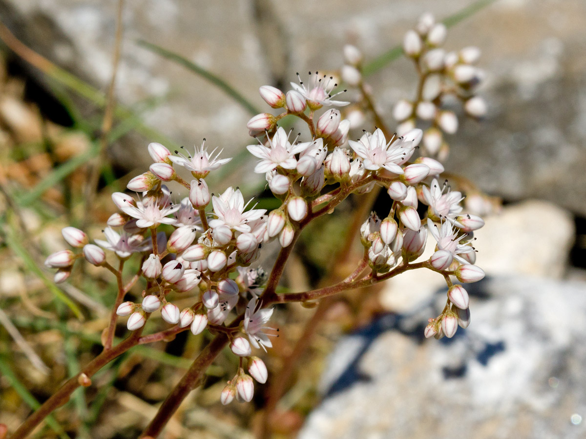 Изображение особи Sedum album.