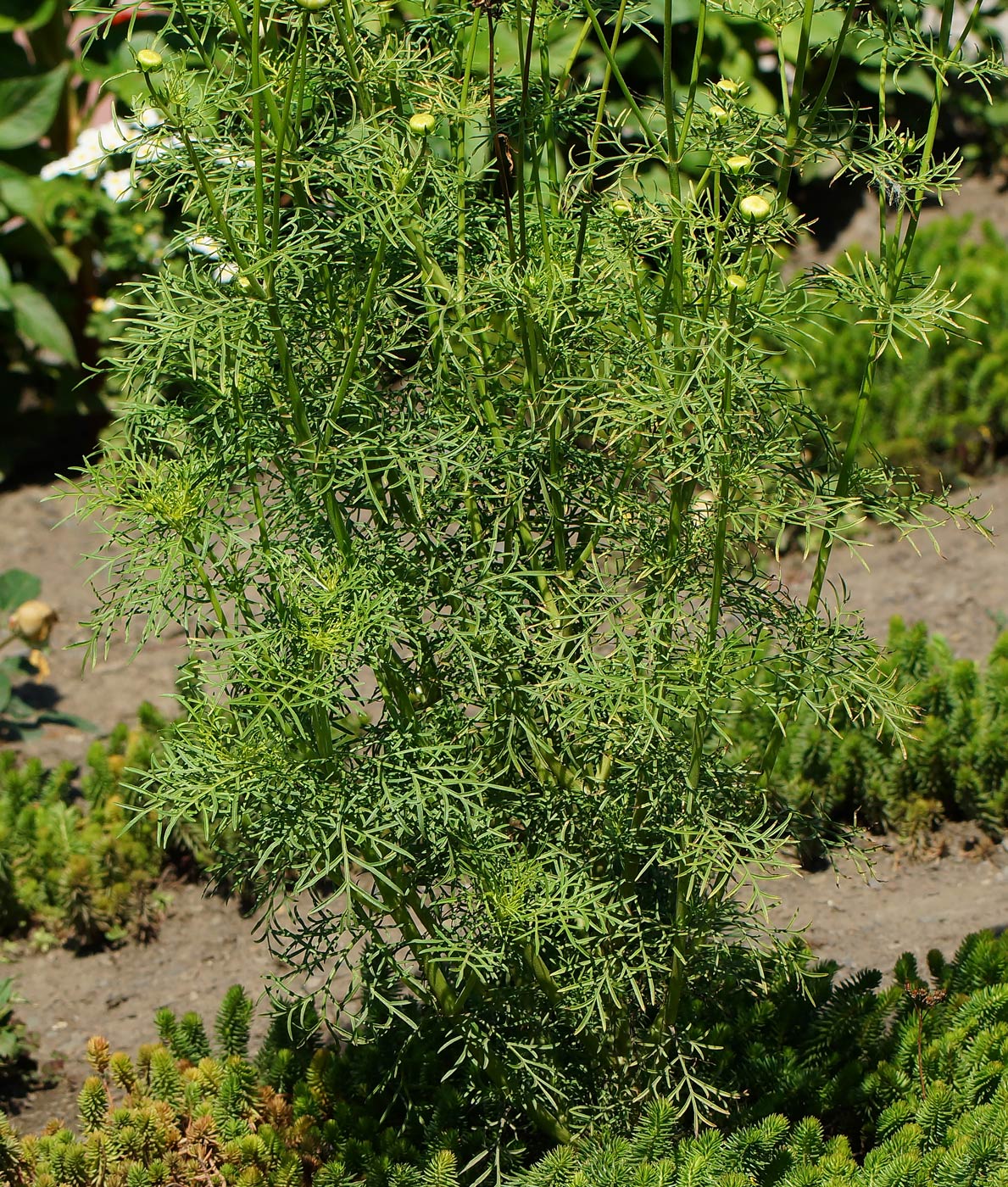 Image of Cosmos bipinnatus specimen.