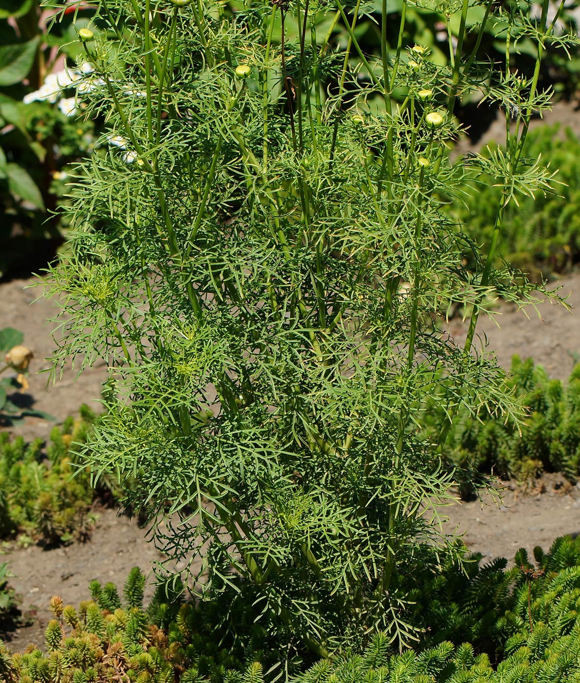 Изображение особи Cosmos bipinnatus.