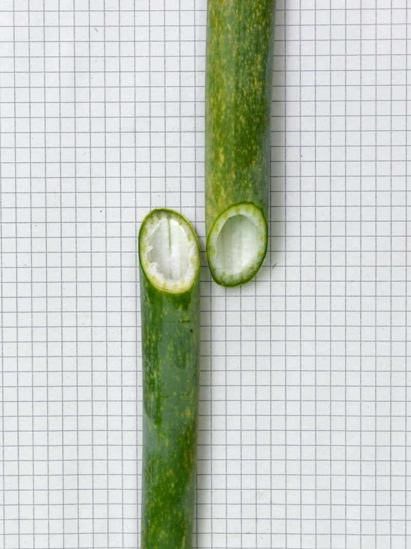 Image of genus Allium specimen.