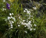 genus Valeriana. Цветки. Кабардино-Балкария, Эльбрусский р-н, окр. с. Байдаево, край тропы возле ручья. 16.07.2009.