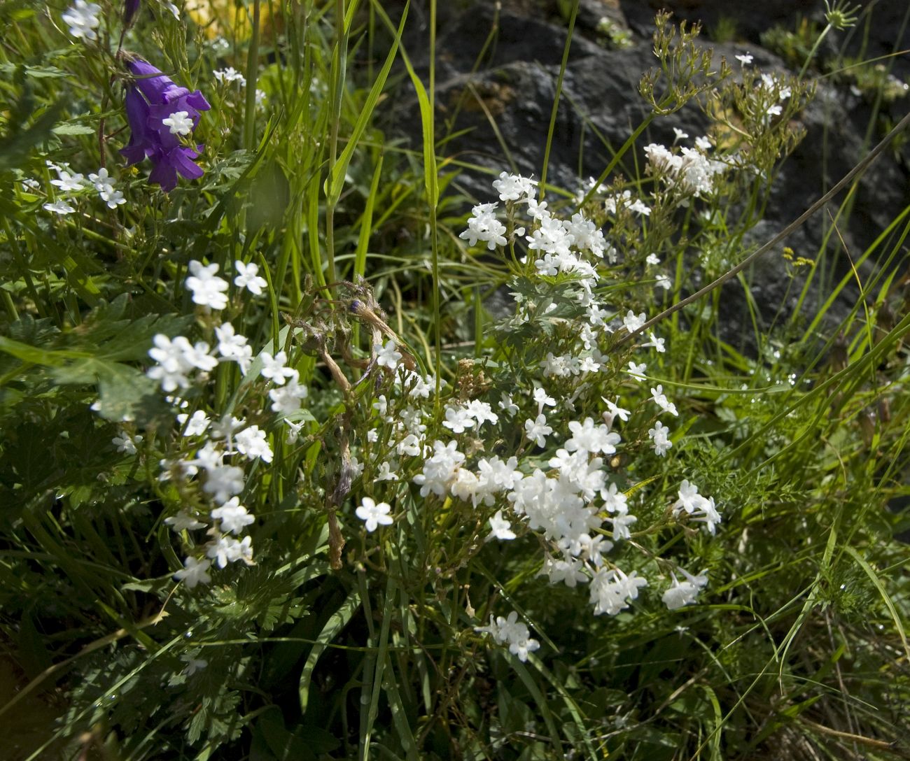 Image of genus Valeriana specimen.