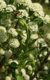 Spiraea crenata