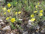 Helianthemum grandiflorum