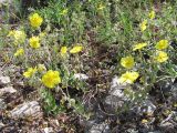 Helianthemum grandiflorum. Цветущее растение. Крым, Байдарская долина, каменистый склон в светлом можжевеловом лесу. 21 мая 2010 г.