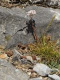 Sedum album. Цветущее растение. Греция, о-в Крит, ном Ханья (Νομός Χανίων), дим Платаньяс (Δήμος Πλατανιά), горный массив Лефка Ори (Λευκά Όρη), урочище Ксилоскало (Ξυλόσκαλο), ≈ 1200 м н.у.м, каменистый склон. 28 июня 2017 г.
