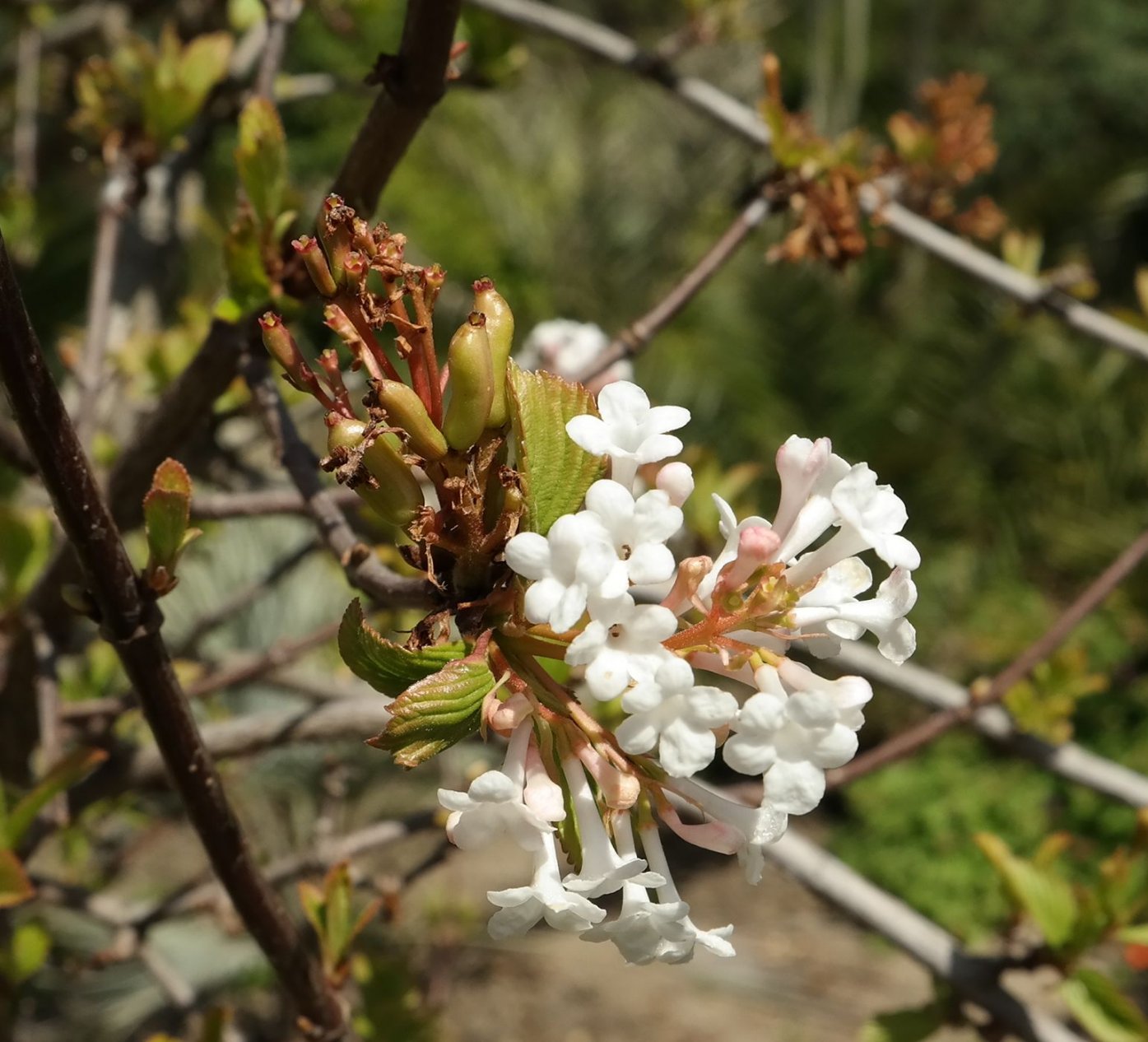 Image of Viburnum &times; bodnantense specimen.