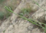genus Asperula. Верхушки побегов. Дагестан, Кумторкалинский р-н, расщелина скалы. 06.05.2018.