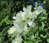 Exochorda × macrantha