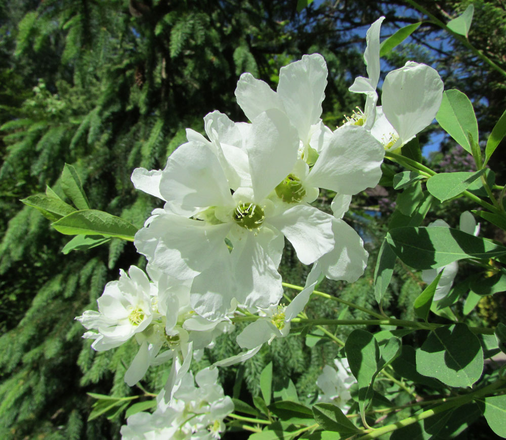 Изображение особи Exochorda &times; macrantha.