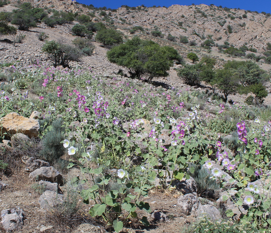 Image of Alcea rhyticarpa specimen.