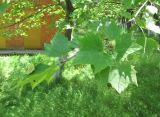 Platanus occidentalis. Верхушка ветви. Дагестан, г. Избербаш, в озеленении. 13.05.2018.