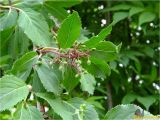 Sambucus nigra