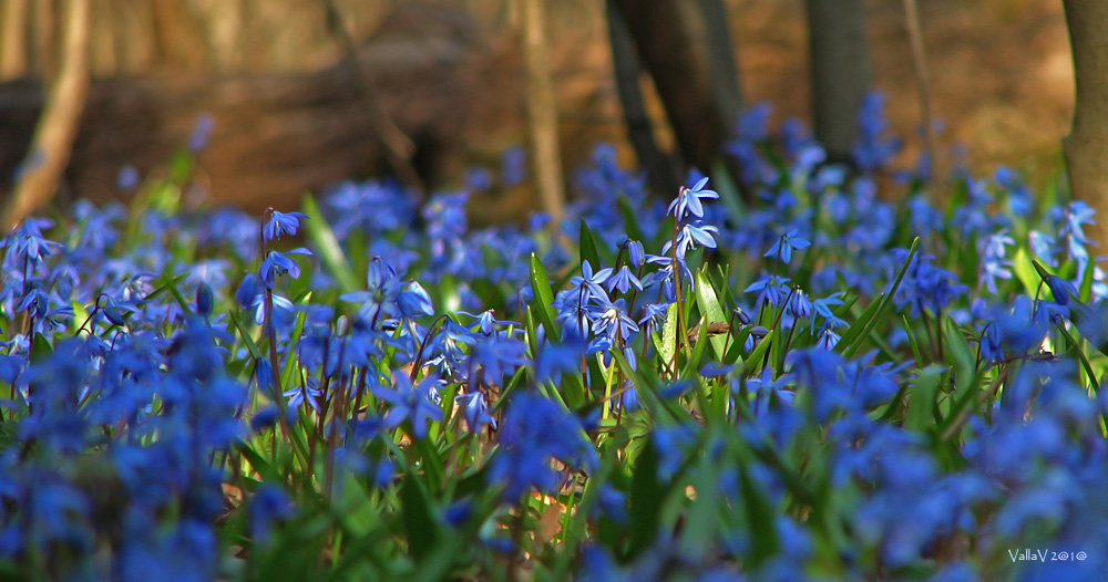 Изображение особи Scilla siberica.