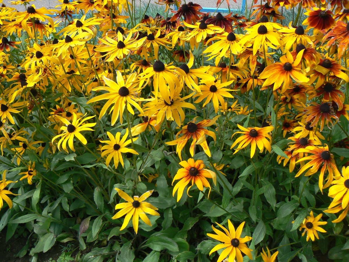 Изображение особи Rudbeckia bicolor.