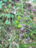 Carex echinata. Верхушка плодоносящего растения. Санкт-Петербург, Приморский р-н, Юнтоловский заказник, берег р.Каменка. 23.06.2018.