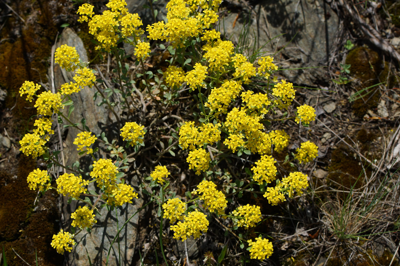 Image of Odontarrhena obovata specimen.