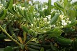 Pittosporum tobira