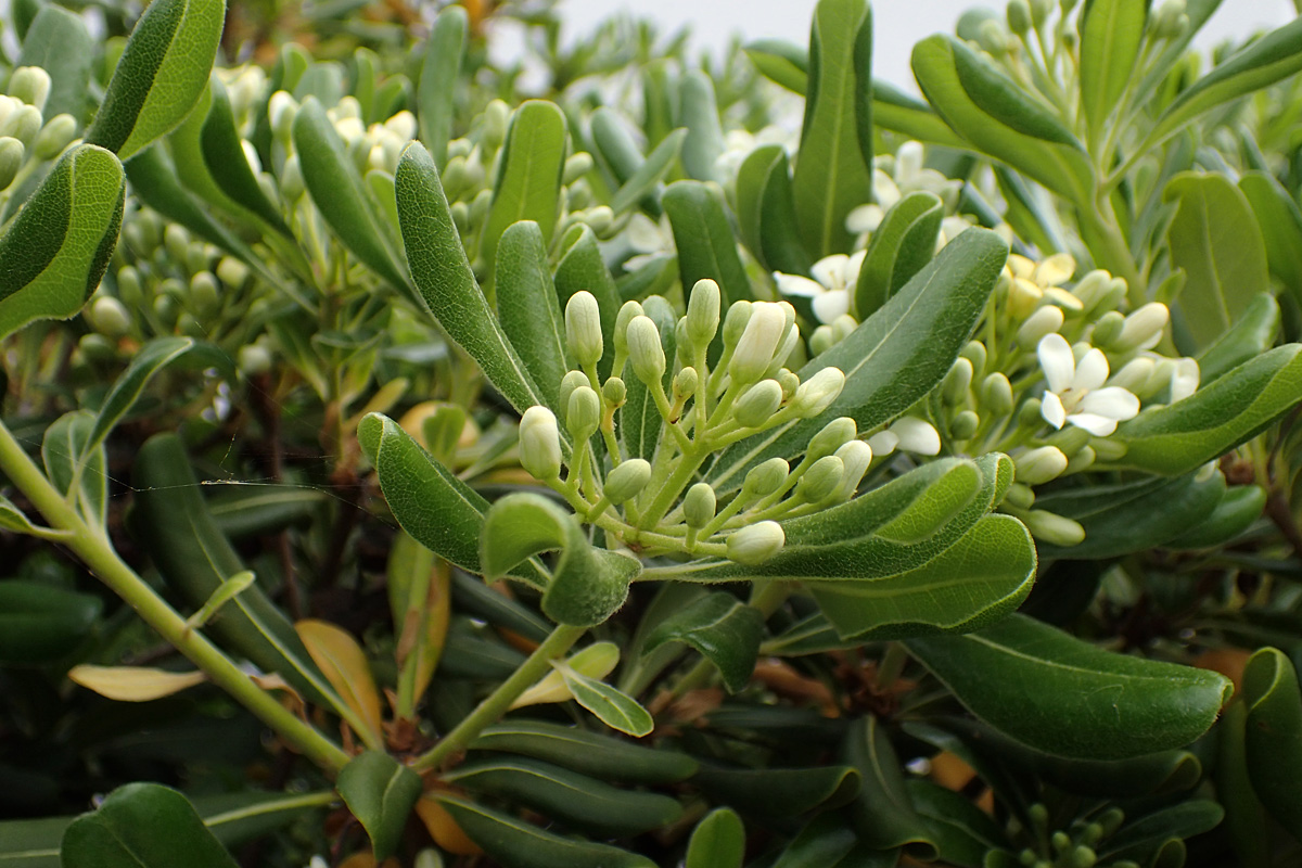 Image of Pittosporum tobira specimen.