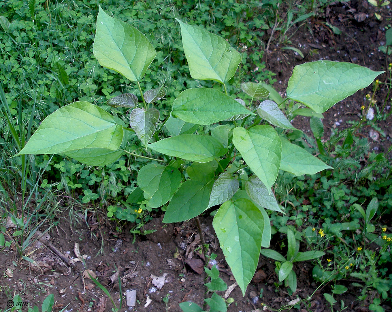 Image of Catalpa bignonioides specimen.