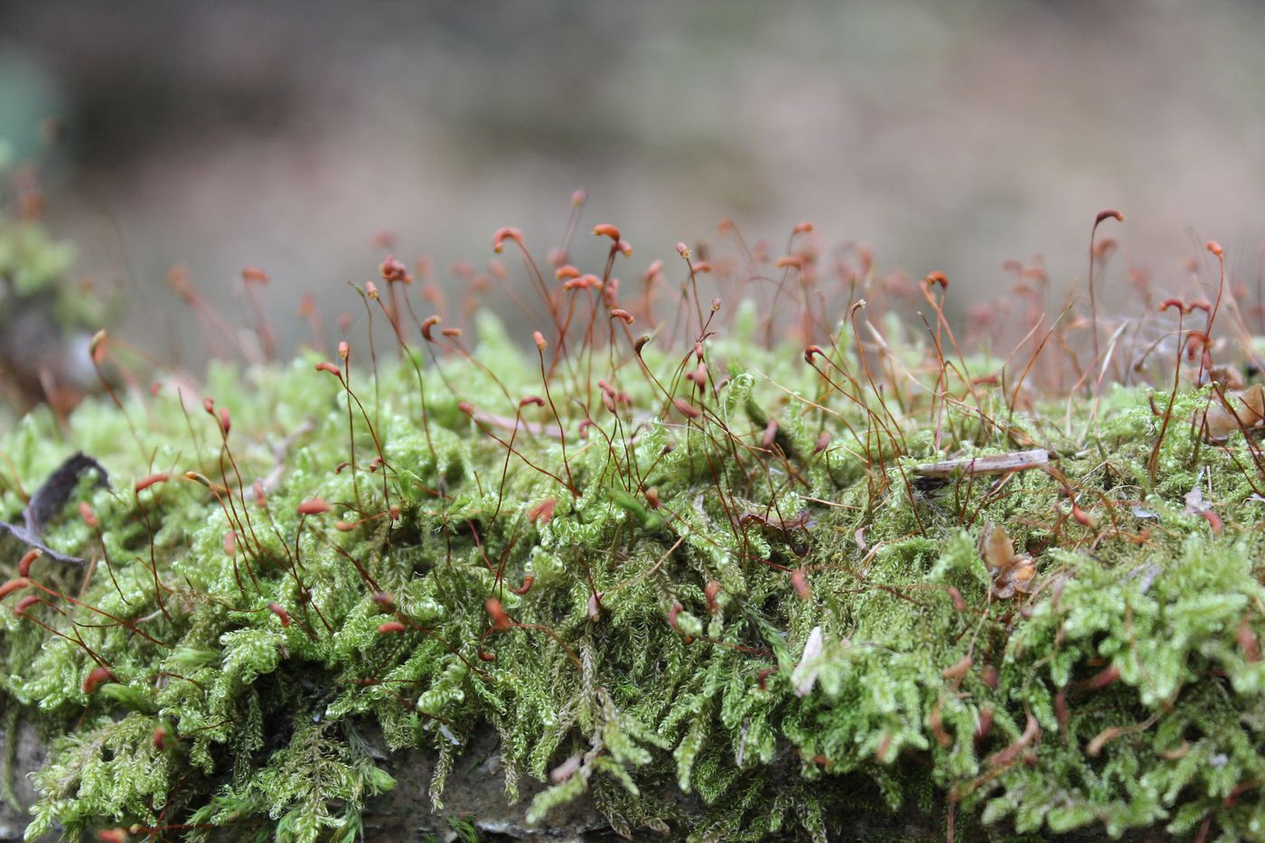 Изображение особи Sanionia uncinata.