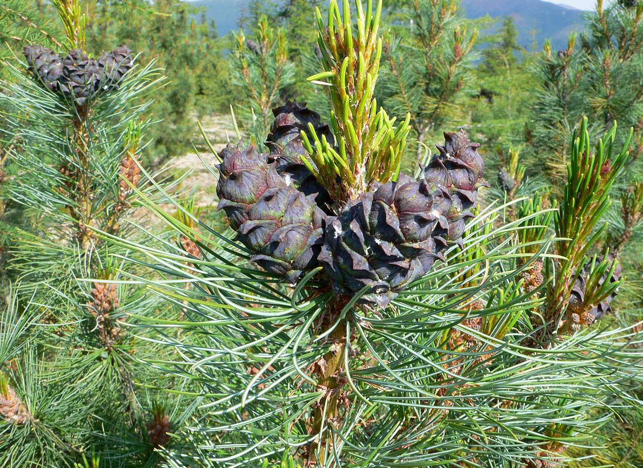 Image of Pinus pumila specimen.