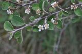 Cotoneaster suavis. Ветвь с соцветиями. Грузия, край Самцхе-Джавахети, Ахалцихский муниципалитет, монастырь Сапара, смешанный лес. 28.05.2018.