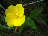 Oenothera pilosella. Цветок. Московская обл., окр. г. Чехов, дачный участок. 09.07.2007.