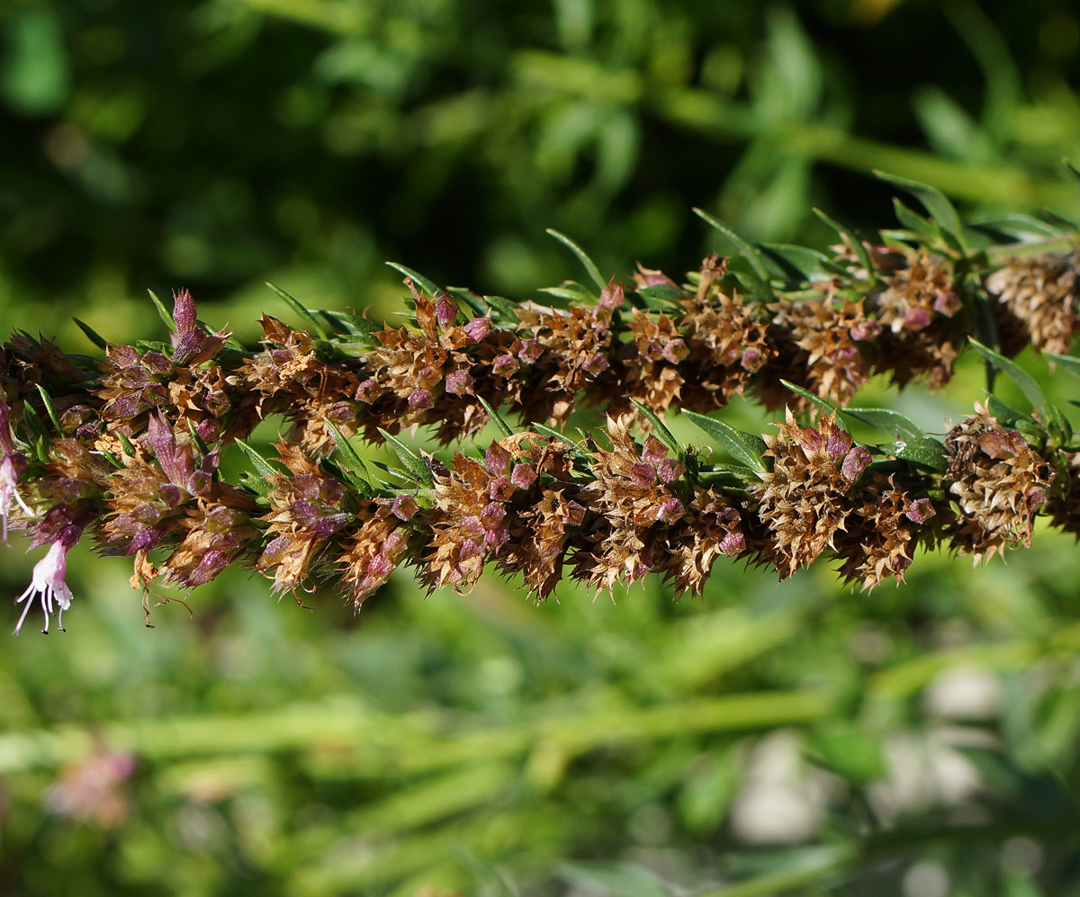 Image of Hyssopus officinalis specimen.