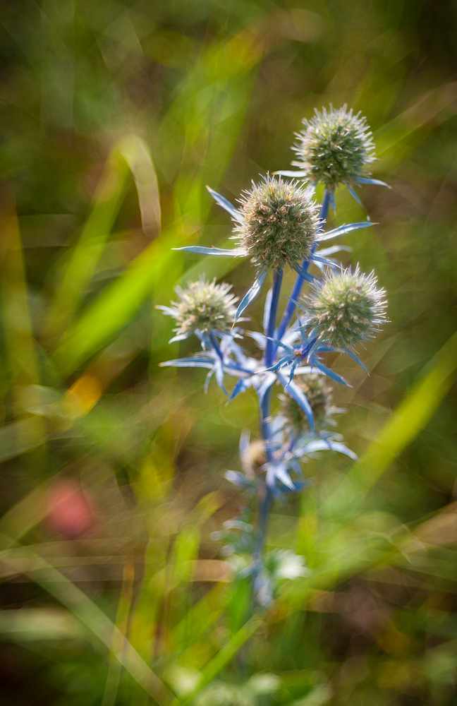 Изображение особи Eryngium planum.