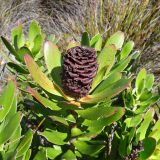 Leucadendron strobilinum