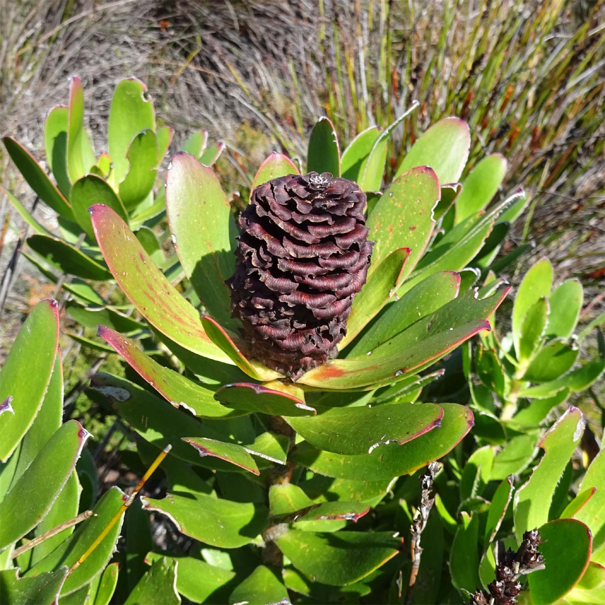 Изображение особи Leucadendron strobilinum.