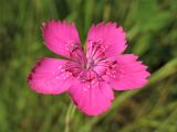 Dianthus deltoides. Цветок. Нидерланды, провинция Groningen, Haren, разнотравный луг. 7 июня 2008 г.