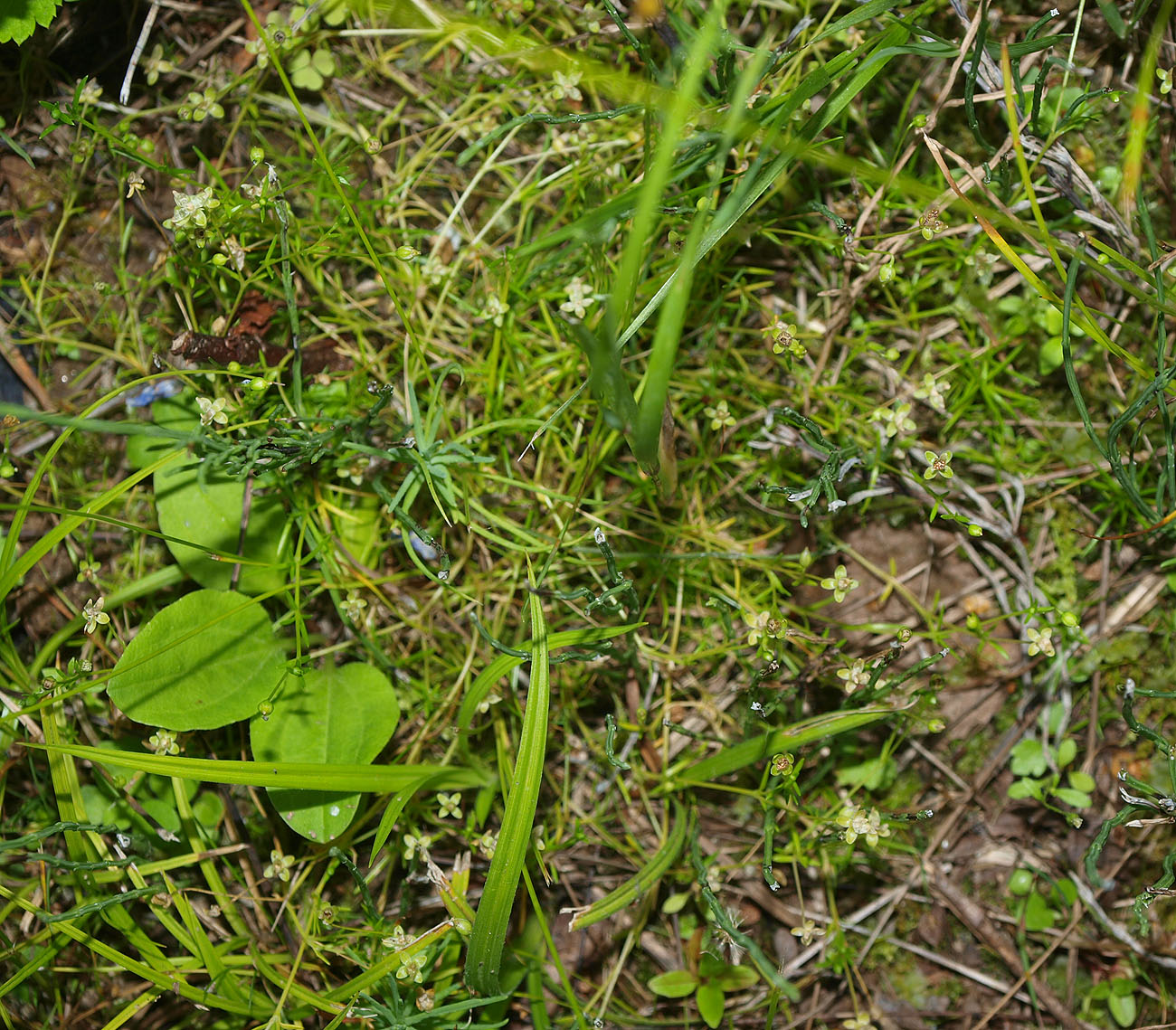 Изображение особи Sagina procumbens.