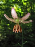 Lilium martagon