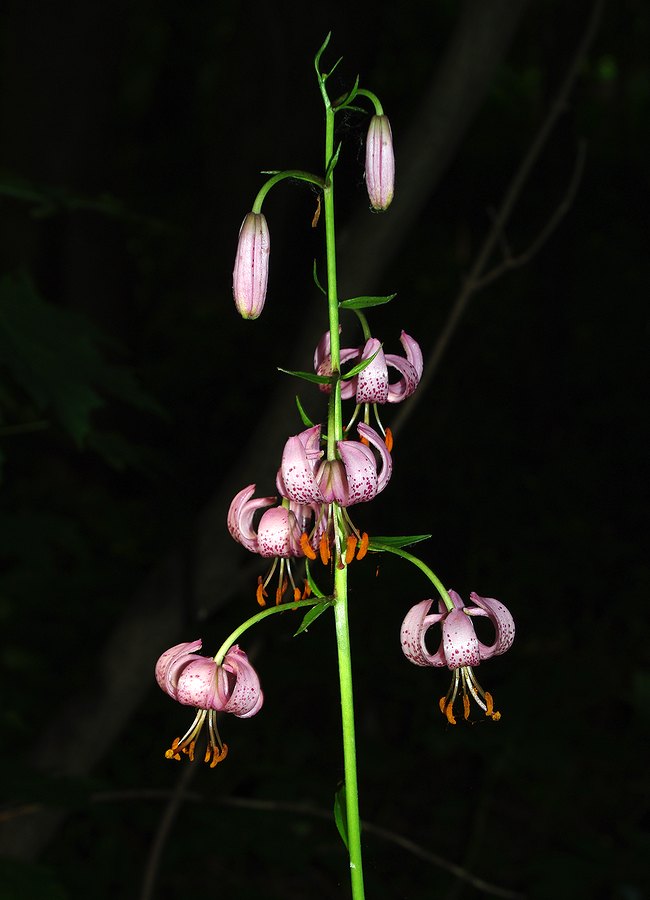 Изображение особи Lilium martagon.