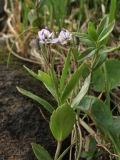 Veronica baumgartenii. Верхушка цветущего побега. Украина, Закарпатская обл., Раховский р-н, хр. Свидовец, ≈ 1800 м н.у.м., каменистая осыпь. 2 июля 2010 г.