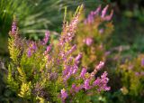 Calluna vulgaris