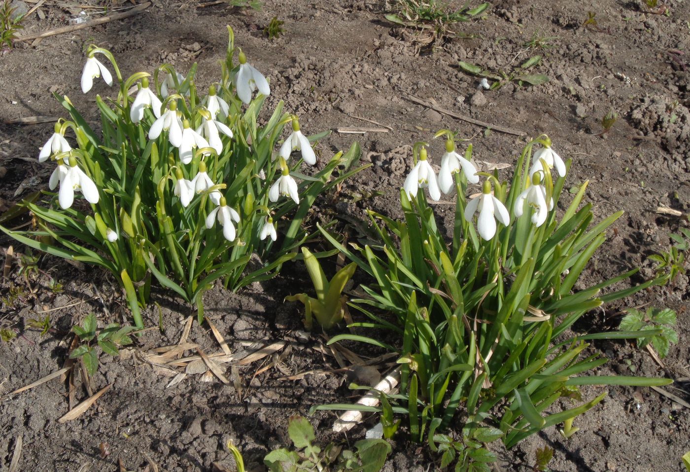 Изображение особи род Galanthus.