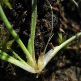 Littorella uniflora