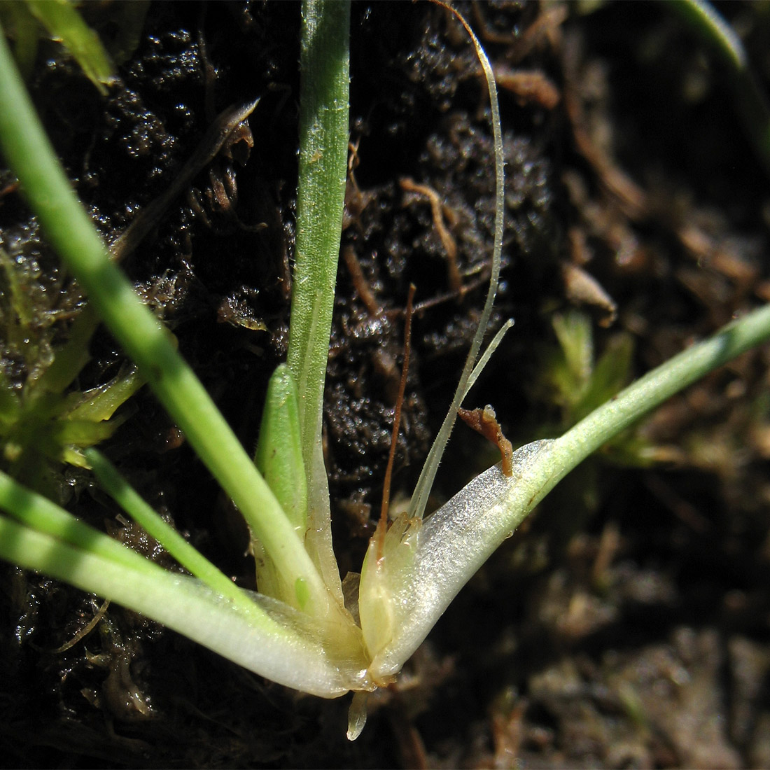 Image of Littorella uniflora specimen.