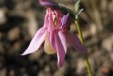 Aquilegia flabellata. Верхушка побега с цветком и бутонами (cv. 'Cameo'). Костромская обл., Судиславский р-н, дер. Антипино, в культуре. 24.05.2019.